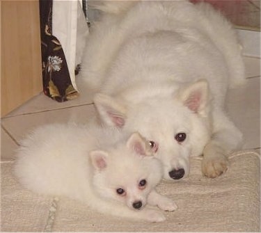 Small  Breeds  Pictures on Nana The German Spitz Small Puppy At 3 Months Old With Chili The Giant