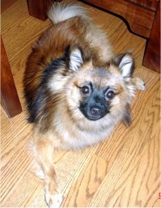 A tan with black German Spitz is laying on a hardwood floor next to a wooden chair looking up