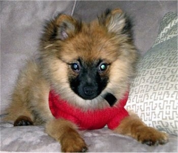 A tan with black German Spitz puppy is wearing a red sweater laying on a couch and there is a pillow next to it