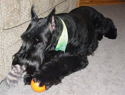 Giant Schnauzer Puppies on Giant Schnauzer Pictures