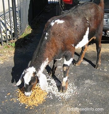 A brown, black and white Nubian goat is eating corn flakes cereal off of the driveway and there is a vehicle behind it.