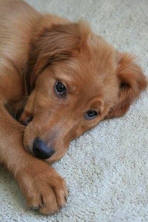 Close Up - A Golden Irish is laying down on a tan carpet biting its own front paw