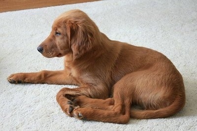 A Golden Irish puppy is laying on a tan rug.