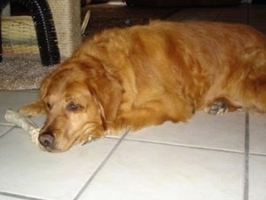 A red Golden Retriever is laying down on a tiled floor and there is a bone next to her