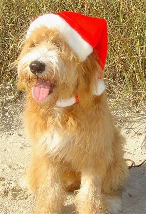 golden retriever mixed with a poodle. Golden Retriever / Poodle