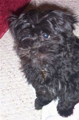 Close Up - A black Hava-Apso puppy is sitting on a towel on top of a tan throw rug on top of a red carpet.