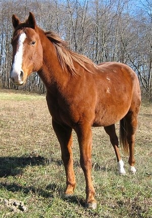 Horse on Horse  Horses  Barn Stall