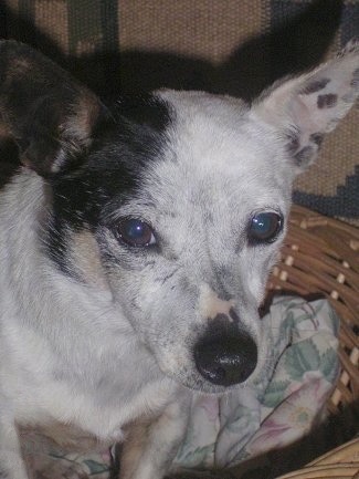 A white with black Miniature Fox Terrier/Jack Russell Terrier mix is sitting on top of a blanket in a wicker basket. It has black pigment spots on the inside of the pink skin on its ears.