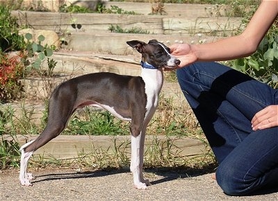 A black with white Italian Greyhound is standing outside in front of a wooden staircase. There is a person kneeling down petting the dog