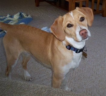 A tan with white Jack-A-Bee is standing in front of a couch and its head is tilted to the left