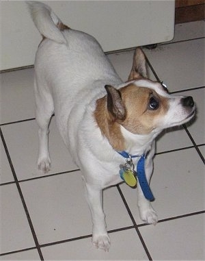 http://www.dogbreedinfo.com/images18/JackChiSid3yearsJackRussellChihuahua.JPG