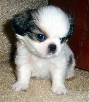A tiny white with black Japeke puppy is sitting on a tan carpet in front of a dresser. It is looking down and to the right. The dogs head is large compared to the rest of its small body.