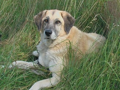 A graying tan with black Kagal Dog is laying in tall grass