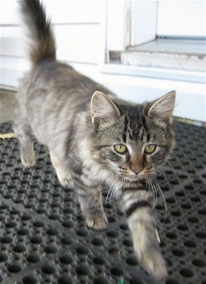 Maggie the Kitten walking across a rubber mat in front of a white house