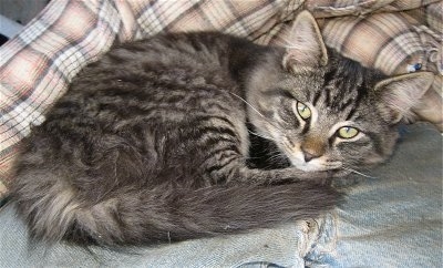 Midnight the kitten is laying on a jack-o -lantern man made out of jeans, a flannel shirt and gloves