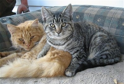 Sandy the cat and Miny the Kitten are laying on an outside dog bed and looking towards the camera holder