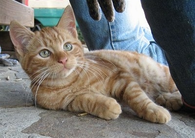 Simba the kitten is laying on a stone porch under a jack-o -lantern man made out of jeans, shirt and gloves