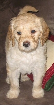 A tan Labradoodle puppy is standing on a couch, there is a green, red and tan pillow next to it