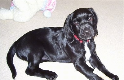 A small, shiny-coated black with white Labradinger puppy is laying on a carpet and there is a plush white teddy bear with a  pink, baby-blue and white winter hat on.