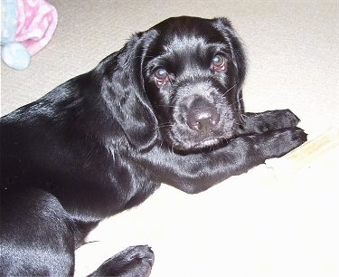 A small shiny-coated black with white Labradinger puppy is laying on a tan carpet with a bone next to its paw and a pink, baby-blue and white winter hat from a plush toy behind it.