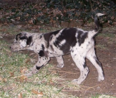 Princess, the Chocolate Labrador / Springer Spaniel mix (Labradinger) puppy 