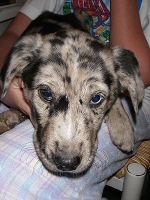 Close Up head shot - A merle white and black with tan Labradinger puppy is in the lap of a person