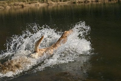 Vedder the Yellow Lab is splashing in a body of water