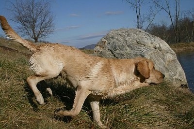 Vedder the Yellow Lab is running near a body of water. There is a large rock next to him