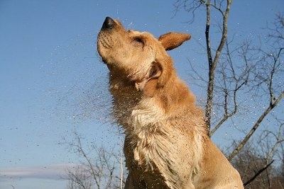 Vedder the Yellow Lab is shaking himself dry