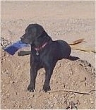 A black Labrottie is laying in a hole on a beach