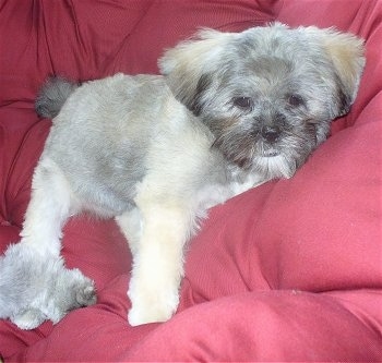 Dogs Hair Cuts on Koko The Purebred Lhasa Apso Puppy At 5 Months Old With Her Haircut
