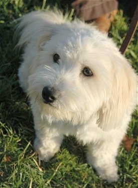 Reggie, the Lhasa-Poo at 10 months old