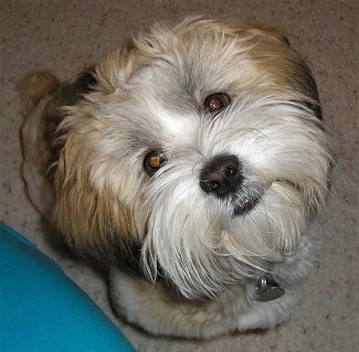 View from the top looking down - A tan with white and black Lhatese dog is sitting on a carpet and looking up.