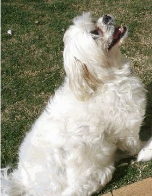 Side view - A white Lhatese is sitting in grass and it is looking up. Its mouth is open.