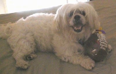 A white Lhatese dog is laying on a bed and its paws are under a ball. Its mouth is open and looking up.