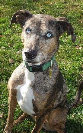 Front view from above looking down at the dog - A blue-eyed, merle Catahoula Leopard Dog/Whippet mix is wearing a green collar sitting in grass looking up.