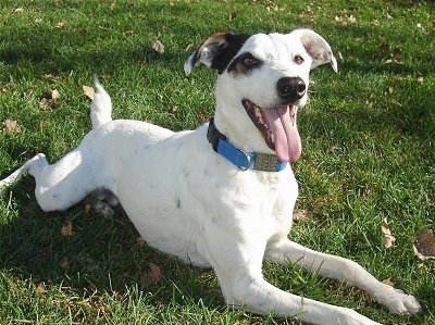 Terrier Breeds on Bentley  The Jack Russell Terrier   Greyhound Mix  At 3