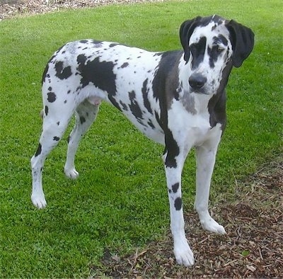 Dalmatian Greyhound Mix