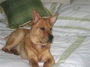 A perk eared Golden Pei is laying on a human's bed on top of white and green blankets with a green pillow behind it.