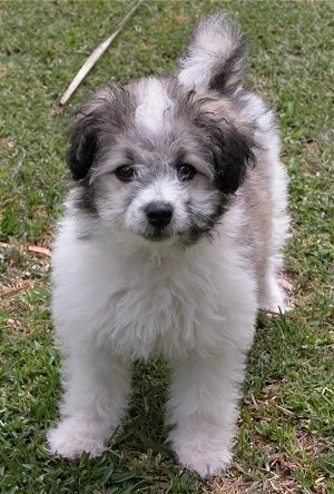 poodle mix puppy