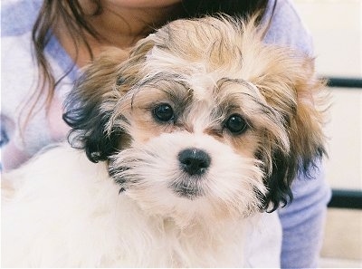 Close up upper body shot - A white with brown and black Mal-Shi puppy is sitting in the lap of a person wearing a purple shirt.