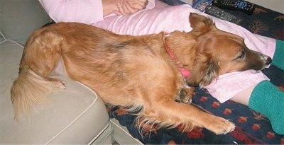 Top down view of a brown with white Small Greek Domestic Dog that is laying on a recliner chair next to a person sitting in the chair. The person is wearing a pink robe with green socks and the dog has its head on their lap.