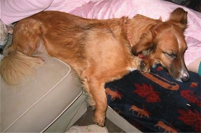 A brown with white Small Greek Domestic Dog is sleeping on a recliner chair next to a person wearing a pink robe.