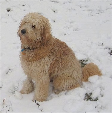 Side view - A long-coated, wavy tan Miniature Goldendoodle is sitting in snow looking to the left.