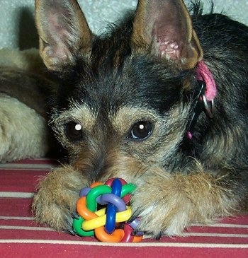 Close up upper body shot - A perk-eared, wiry-looking, black and tan Miniature Schnaupin dog is laying on a red with white striped dog bed with a colorful toy in between its front paws. Its head is down behind the toy.