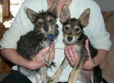 Two wiry-looking black and tan Miniature Schnaupin dogs under each arm of a lady in a white shirt. One dog has longer hair than the other.