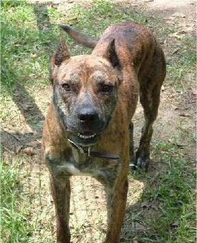 View from the front - A brown brindle large muscular dog standing in patchy grass. Its mouth is open and it is looking up.