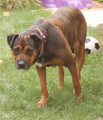 American+bulldog+mixed+with+rottweiler