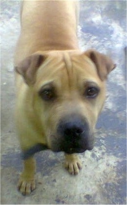 View from the top looking down at the dog - A tan Shar Pei/Boerboel mix is standing on a concrete surface and it is looking up. It has wrinkles on its forehead.