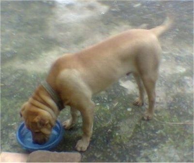 View from the top looking down at the dog - A tan Shar Pei/Boerboel mix is standing on a concrete surface and it is drinking water out of a blue bowl. It has extra skin on its neck.